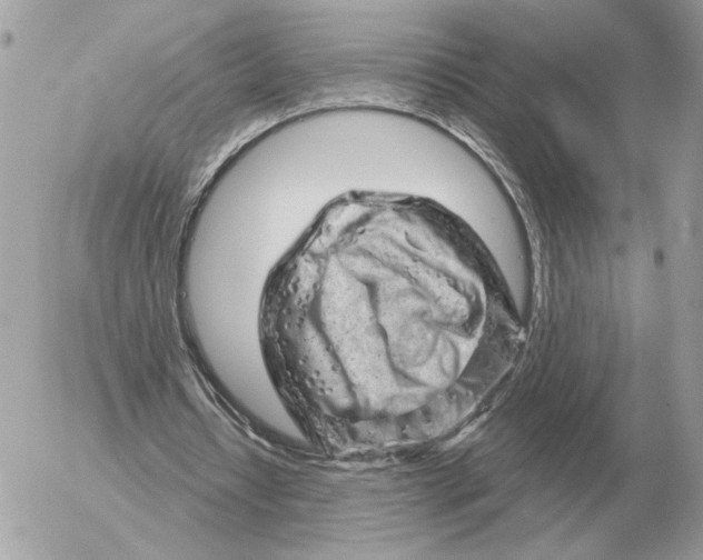 X0000052640434200507221819