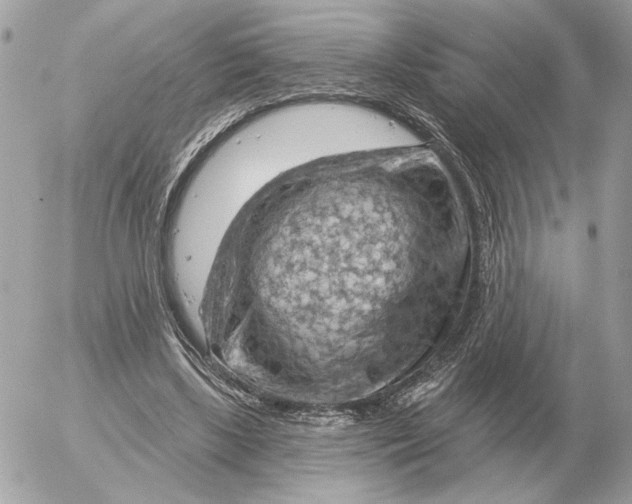 X0000052640443200507221819