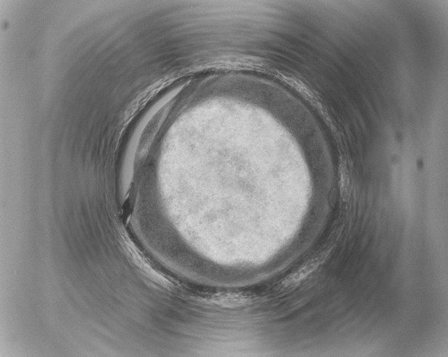 X0000052640445200507221820