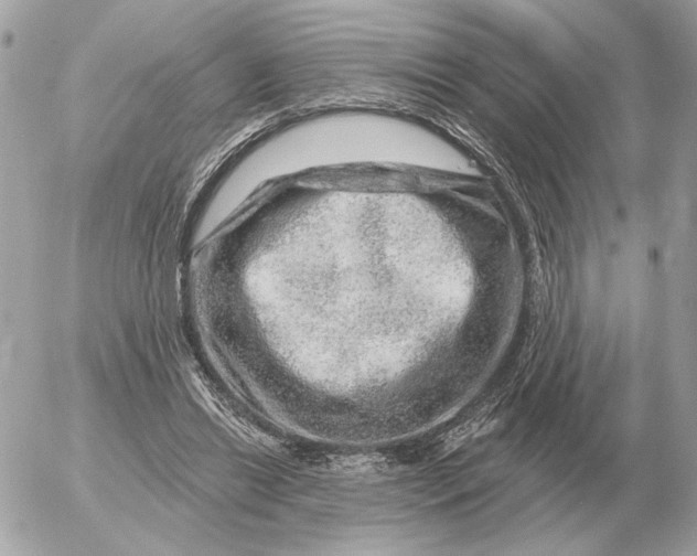 X0000052640446200507221820