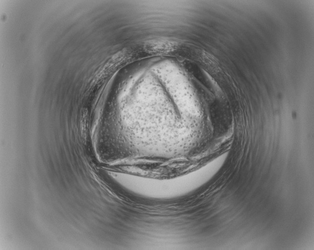 X0000052640460200507221820