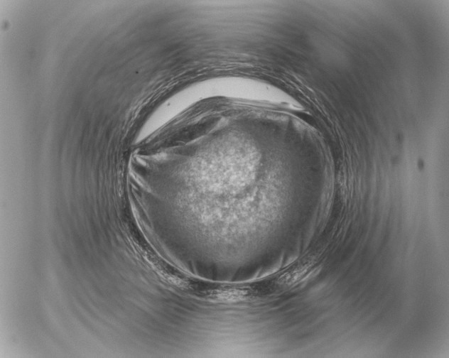 X0000052640462200507221820