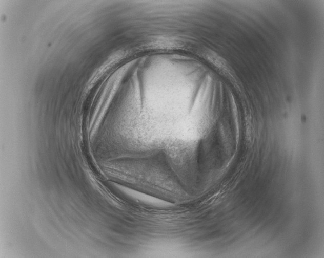 X0000052640486200507221819