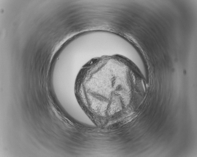 X0000052640532200507221818