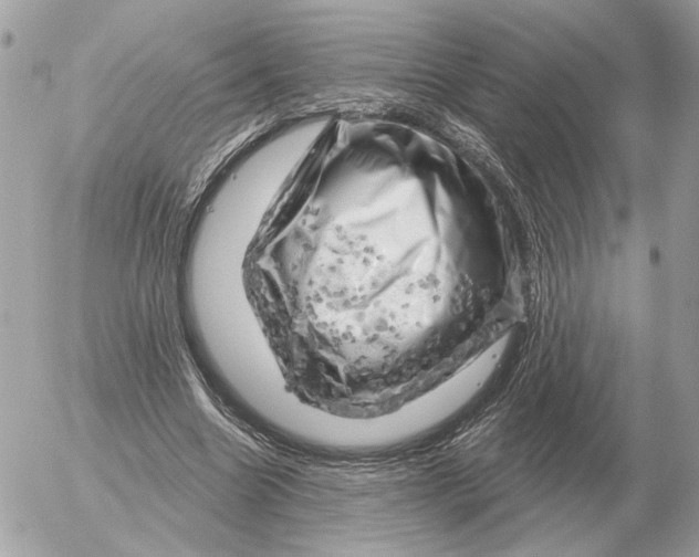 X0000052640538200507221818