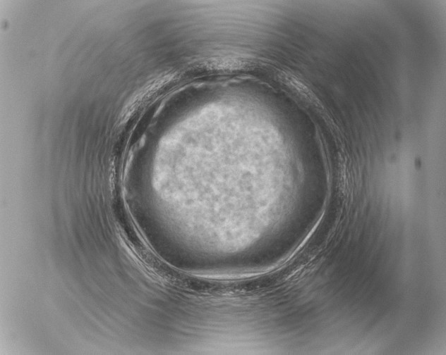 X0000052640586200507221817