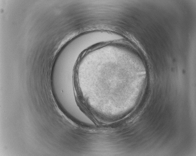 X0000052640625200507221816