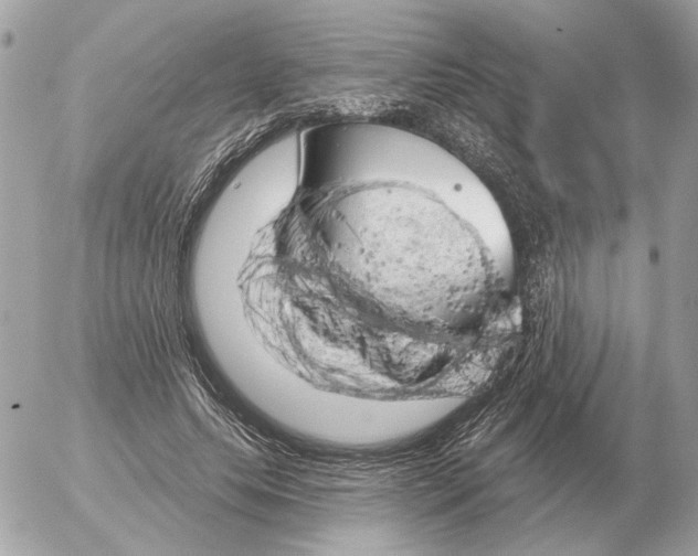 X0000052640639200507221816