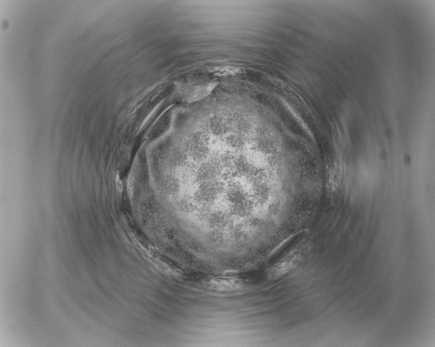 X0000052640666200507221817