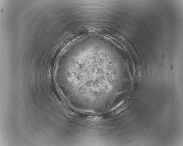 X0000052640667200507221817