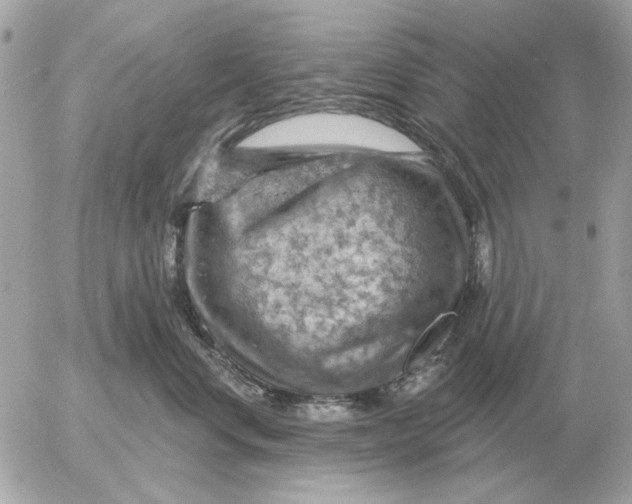 X0000052640668200507221817