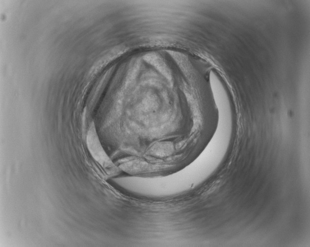 X0000052640673200507221816