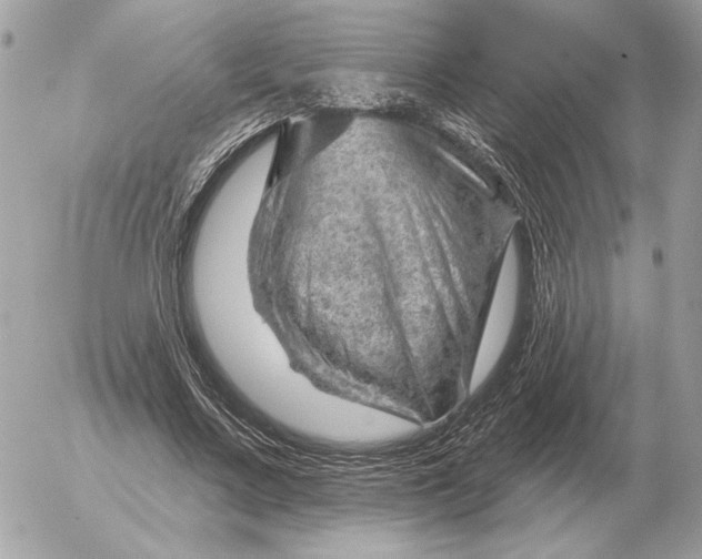 X0000052640683200507221816