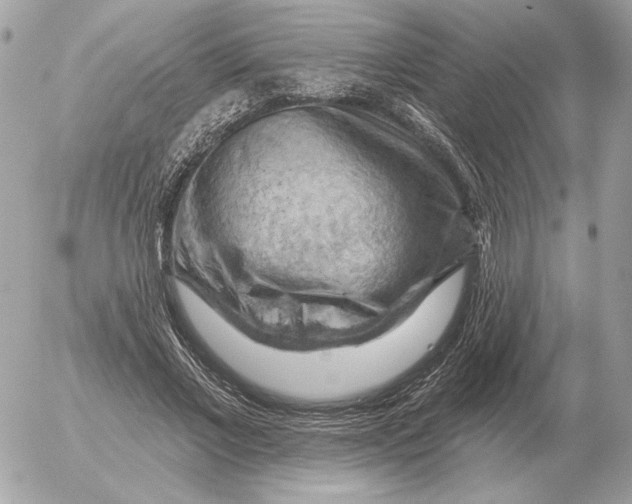 X0000052640685200507221816