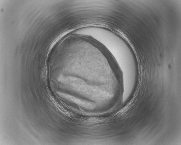 X0000052640787200507221814