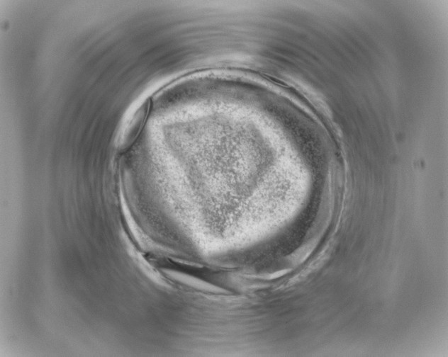 X0000052640816200507221814