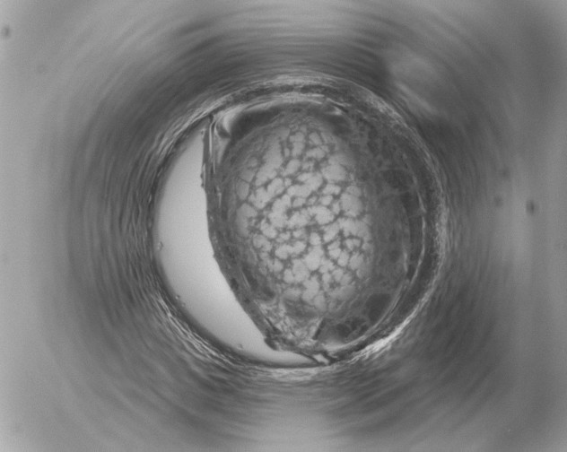 X0000052640825200507221813