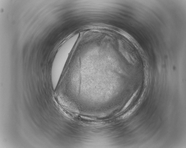 X0000052640857200507221814