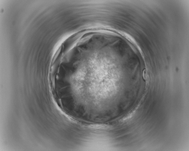 X0000052640863200507221814