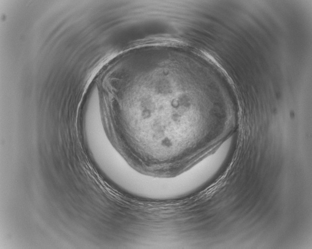 X0000052640883200507221813