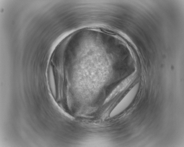 X0000052640959200507221812