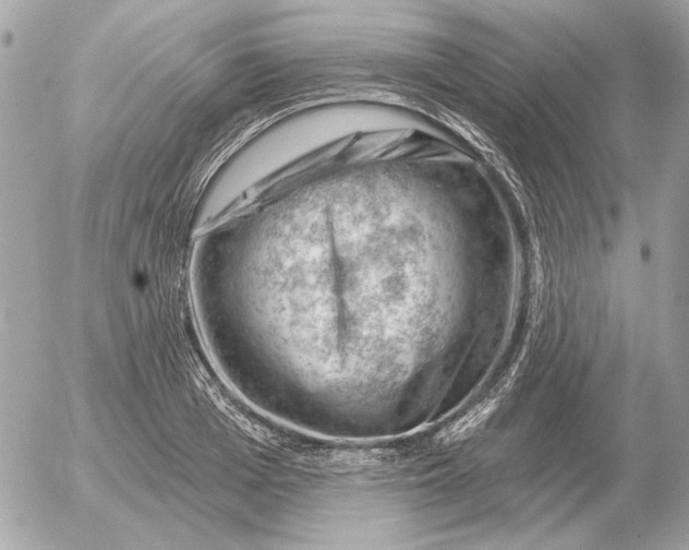 X0000052640985200507221811