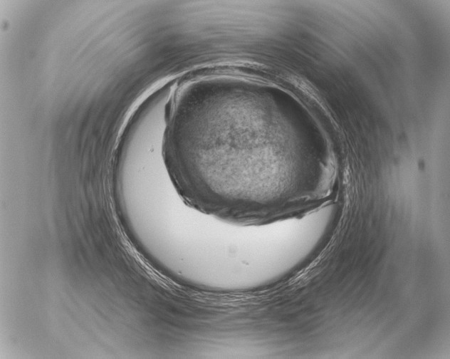 X0000052641024200507221810