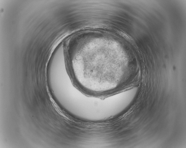 X0000052641039200507221810