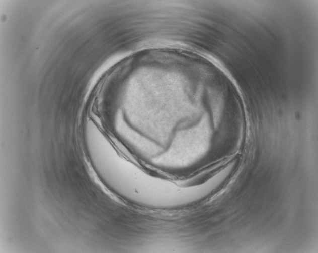 X0000052641053200507221810