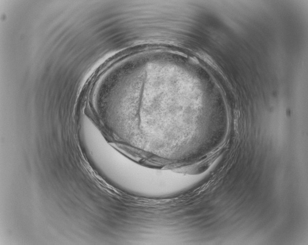 X0000052641068200507221809