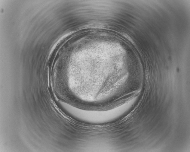 X0000052641123200507221808