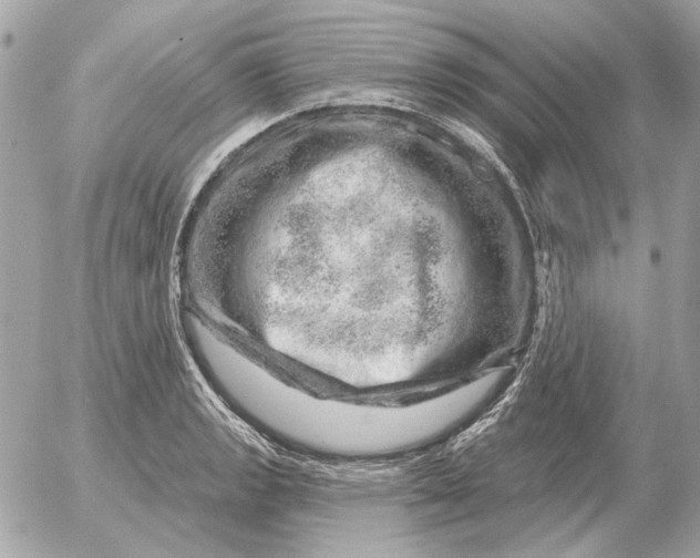 X0000052641133200507221808