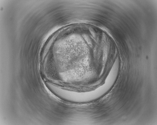 X0000052641143200507221809