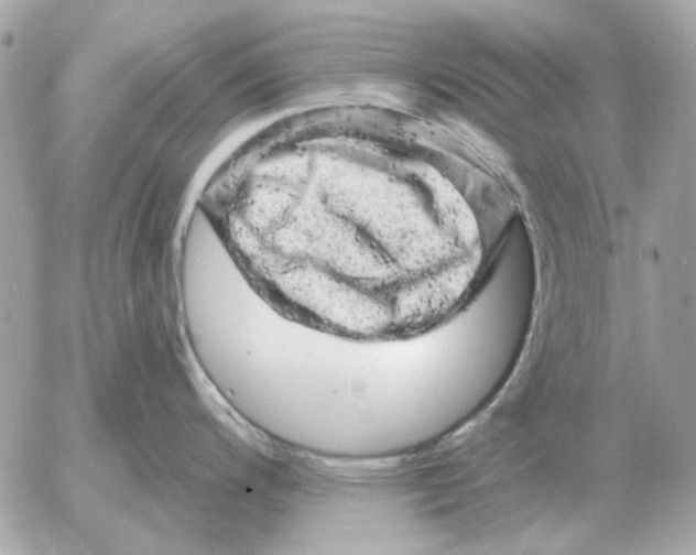 X0000052641200200507221807