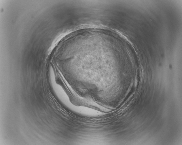 X0000052641215200507221807