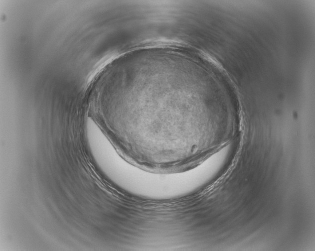 X0000052641259200507221806