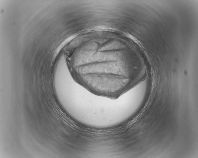 X0000052641314200507221805