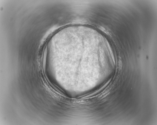 X0000052641454200507221803