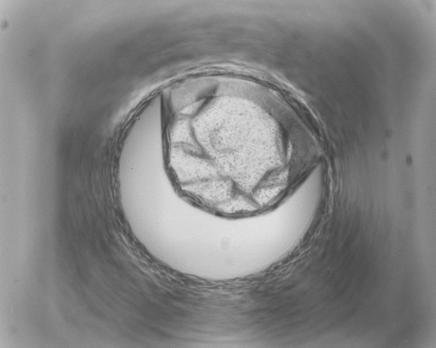 X0000052641496200507221802