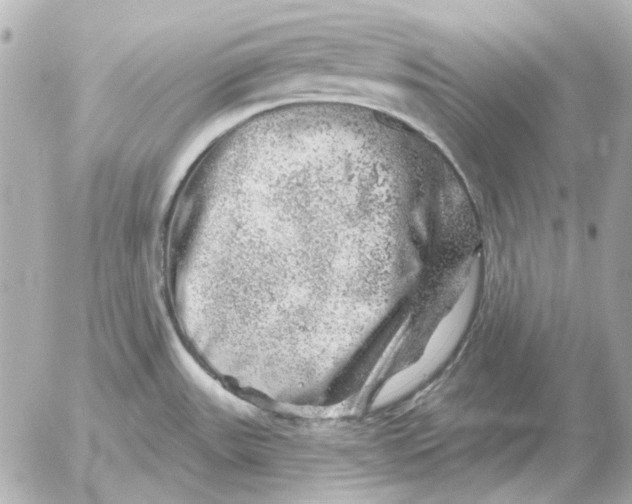 X0000052641531200507221802