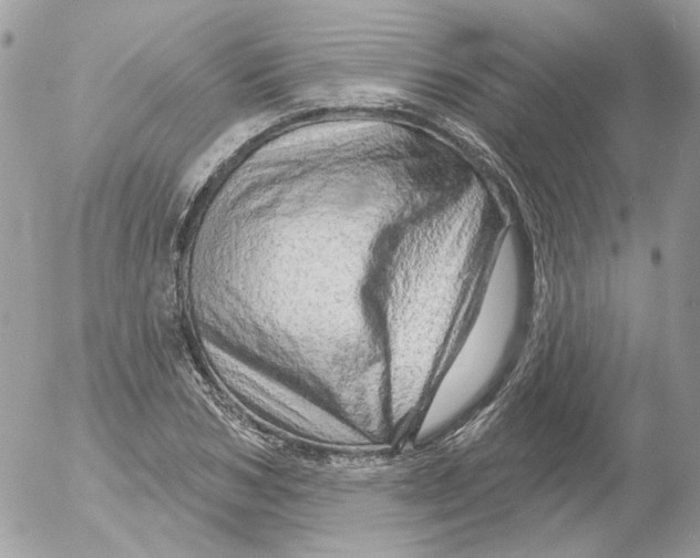 X0000052640978200507292301