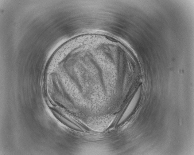X0000052641007200507292300