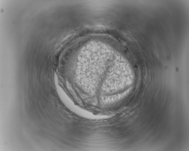 X0000052641301200507292255