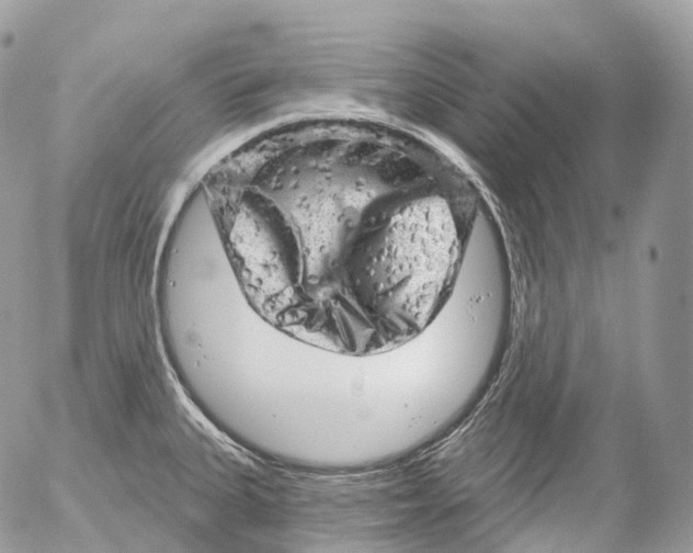 X0000052641335200507292255