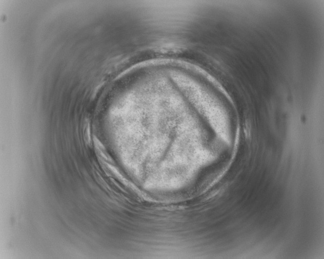 X0000052641396200507292253