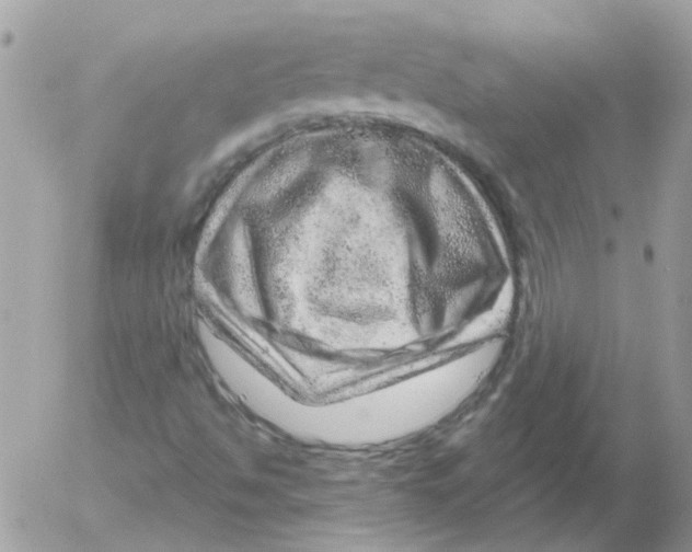 X0000052641494200507292252