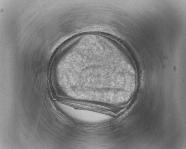 X0000052641505200507292252