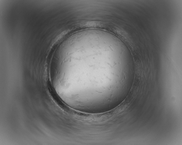 X0000052650016200507011424