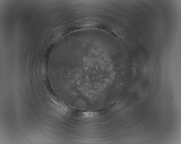 X0000052650371200507011419