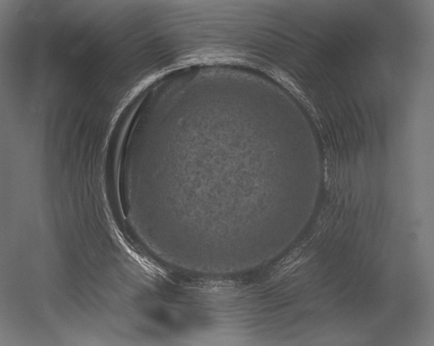 X0000052650438200507011416